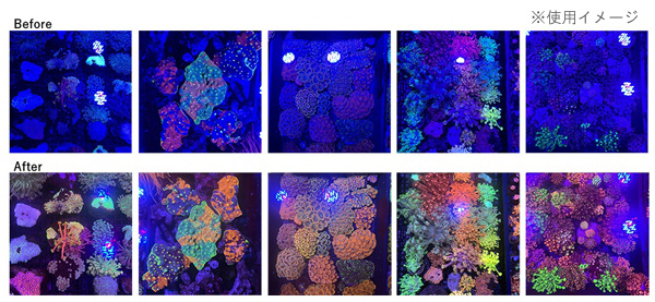 ZOOX×Polyp Lab コーラルビューレンズ アクアテイラーズ オンライン