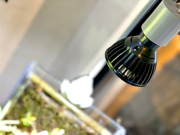 BARREL 天照大御神 AMATERAS アマテラス LED 10w アクアテイラーズ