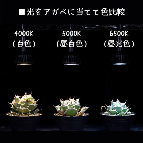 京セラ CERAPHIC いきもの電球 5000K(昼白色) アクアテイラーズ