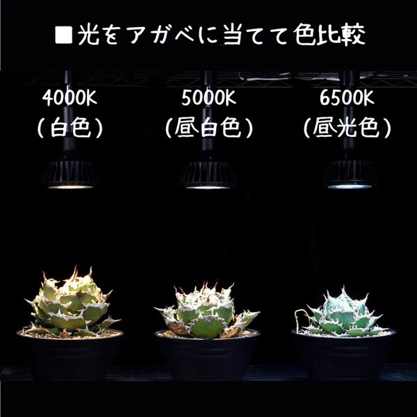 いきもの電球 5000K(昼白色) 広角　２個セット 京セラ CERAPHIC いきもの電球 5000K(昼白色) 広角 アクアテイラーズ