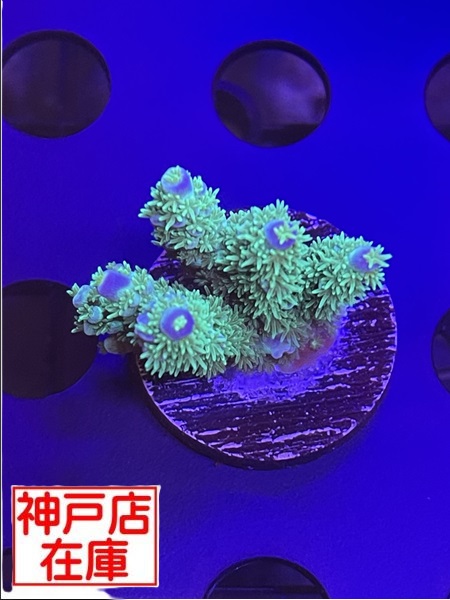 神戸駒ヶ林店在庫】Acropora Vermiculata No.03 アクア
