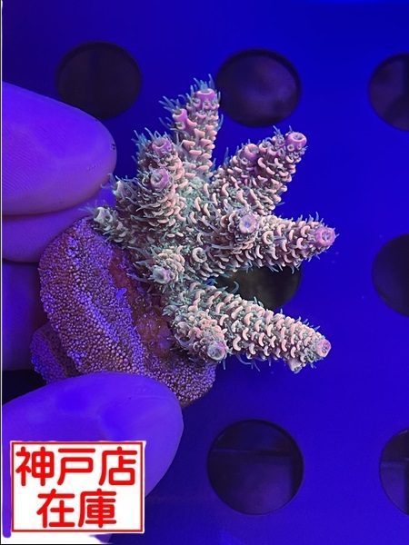 【神戸駒ヶ林店在庫】Acropora millepora　No.1