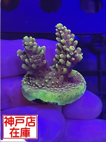 【神戸駒ヶ林店在庫】GB便　Acropora Sp. "Red Cadillac"　No.2