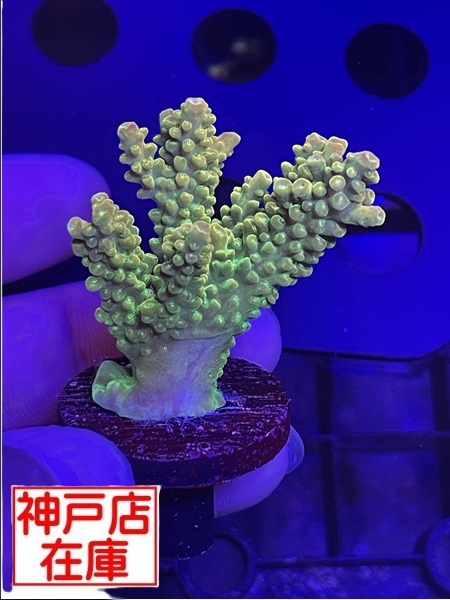 【神戸駒ヶ林店在庫】GB便　Acropora Divaricata　No,2