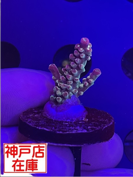 【神戸駒ヶ林店在庫】Acropora Sp. "AT Celia"　No.4