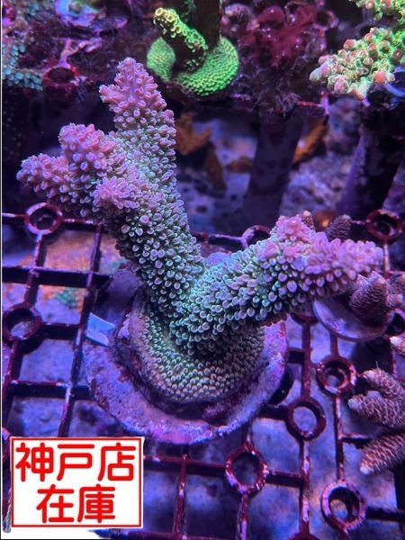【神戸駒ヶ林店在庫】GB便 ヤスリミドリイシ No.1