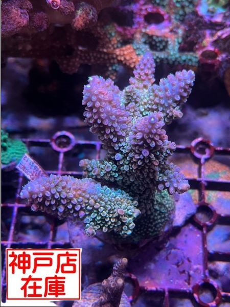 【神戸駒ヶ林店在庫】GB便 ヤスリミドリイシ No.2