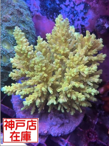【神戸駒ヶ林店在庫】GB便 Acropora elegantura