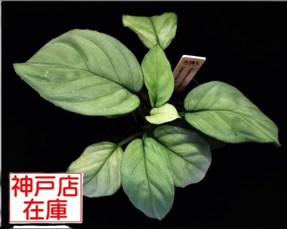 【神戸駒ヶ林店在庫】Homalomena cf. humilis Sumatera Barat 【LA0719-02】