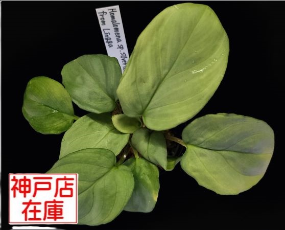 【神戸駒ヶ林店在庫】Homalomena sp. Silver leaf from Lingga