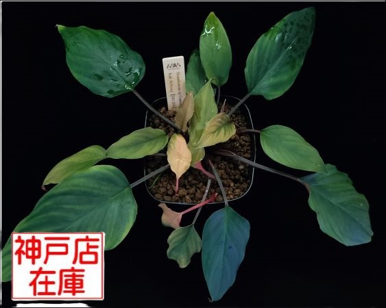 【神戸駒ヶ林店在庫】Homalomena sp. Gunumg Tajem2 Kab. Belitung 【TB1206】