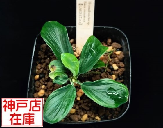 【神戸駒ヶ林店在庫】Homalomena sp. Riau sumatera【LA0317-z-r】