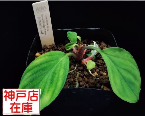 【神戸駒ヶ林店在庫】Homalomena sp. From Sibolga Timur【HW0819-04】