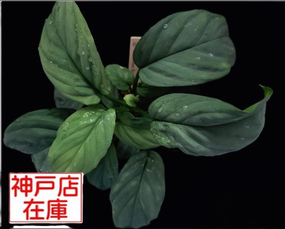 【神戸駒ヶ林店在庫】Homalomena cf. humilis Sumatera Barat【LA0719-02】