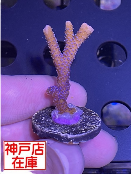 【神戸駒ヶ林店在庫】SR便 Montipora digitata "Blue"　No.2