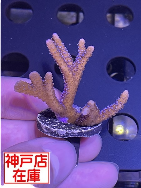 【神戸駒ヶ林店在庫】SR便 Montipora digitata "Blue"　No.3