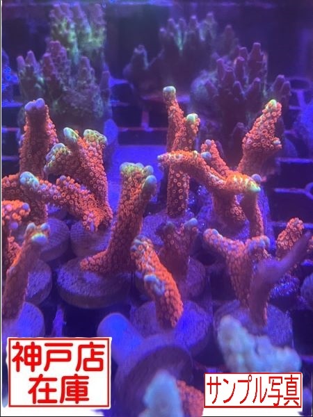 【神戸駒ヶ林店在庫】RRC便 Montipora digitata "Bubble gum" Sサイズ