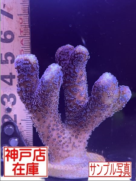 【神戸駒ヶ林店在庫】ショウガサンゴ ”ブルー/パープル”