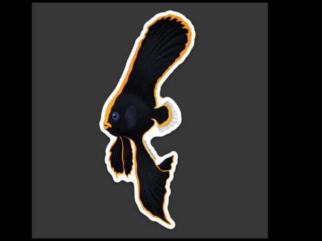 【正規輸入品】Pinnate Spadefish/Batfish Sticker