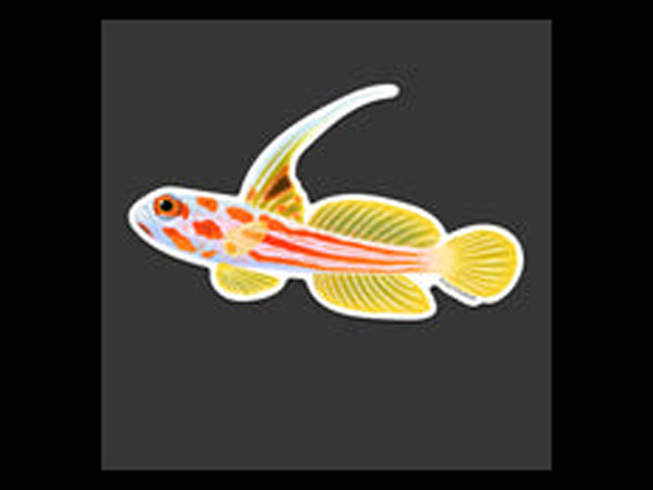 【正規輸入品】Yasha Goby Sticker