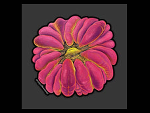 【正規輸入品】Cynarina Sticker