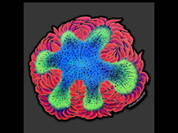 【正規輸入品】Rockflower Anemone Sticker