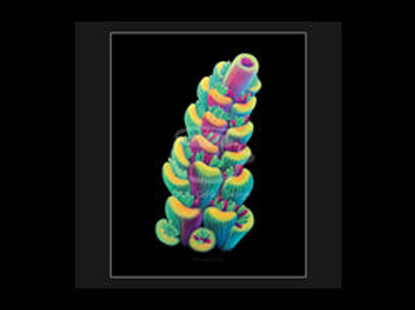 【正規輸入品】TSA Fruity Splice SPS Acropora Fine Art Print