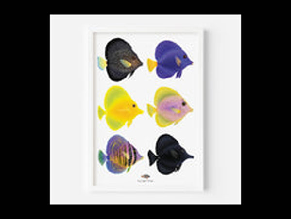 【正規輸入品】Zebrasoma Love Fine Art Print