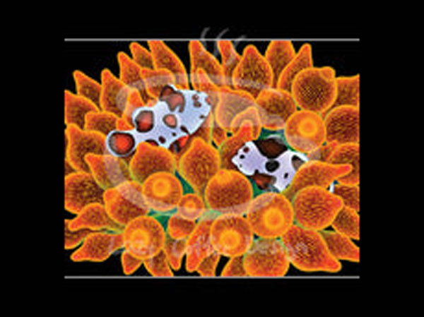 【正規輸入品】MINI Lazy reef Sweet Dream Fine Art Print