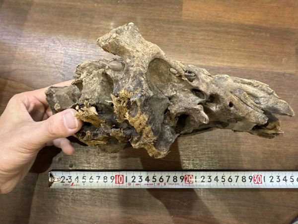 流木 アクアテイラーズ オンラインショップ