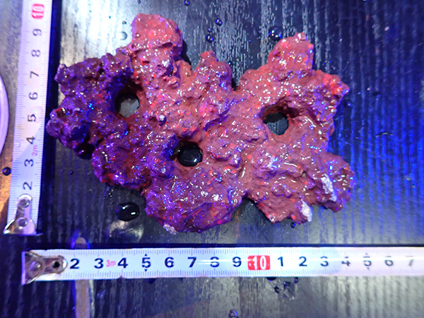 Frag専用プレート JS Frag Rock No.137