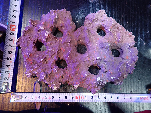 Frag専用プレート JS Frag Rock No.27