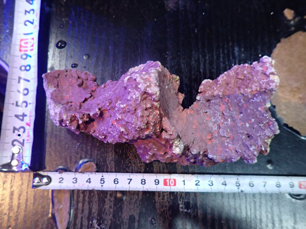 JS Rock No.22