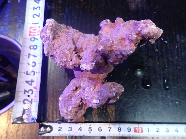 JS Rock No.24