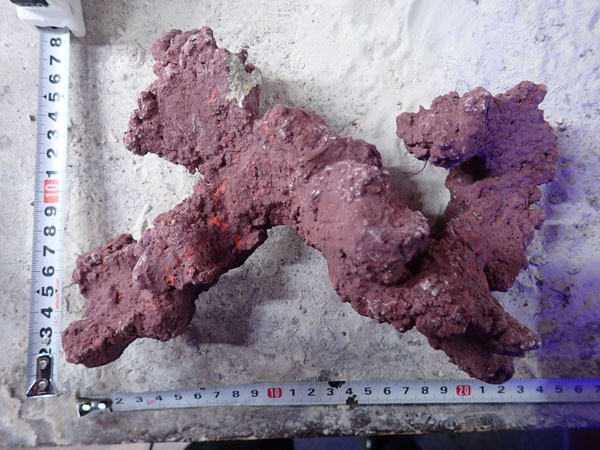 JS Rock No.42