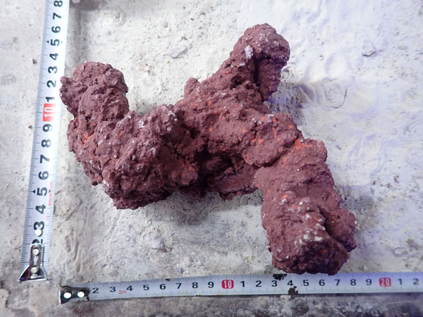 JS Rock No.43