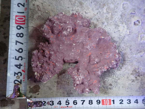 JS Rock Table Type No.52