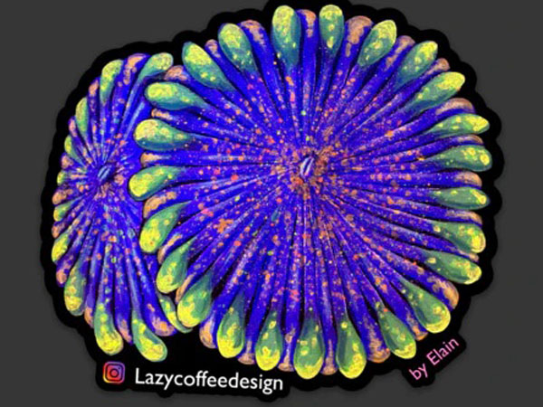 【正規輸入品】Dayglo Zoa Sticker Clownfish Sticker