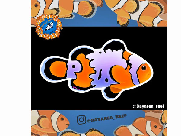 【正規輸入品】BayAreaReef Clownfish Sticker/ collab with @bayarea_reef