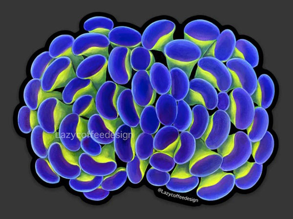 【正規輸入品】Hammer Coral Sticker