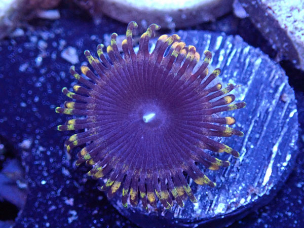 US Zoa GB Antimatter