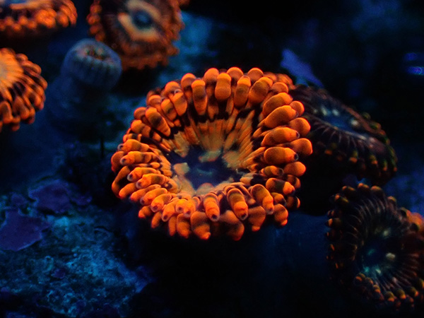 US Zoa  RRC UtterChaos