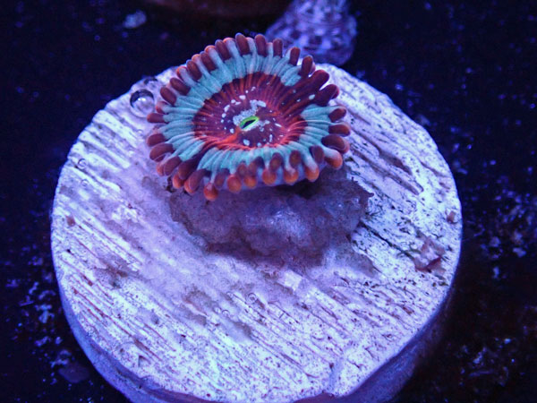 US Zoa Zombie Eye