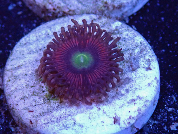 US Zoa GB Cat Eye