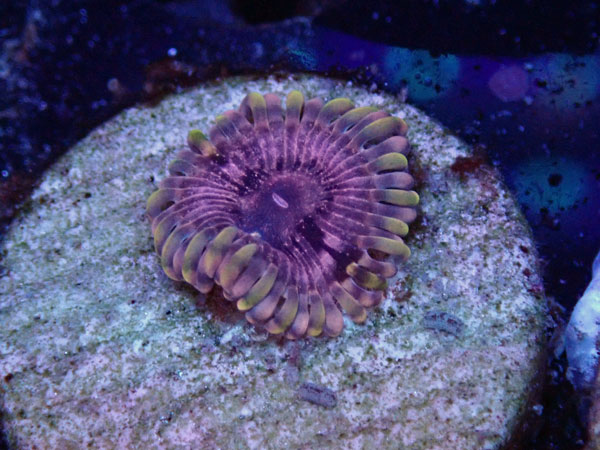 US Zoa WWC Hungry Eye