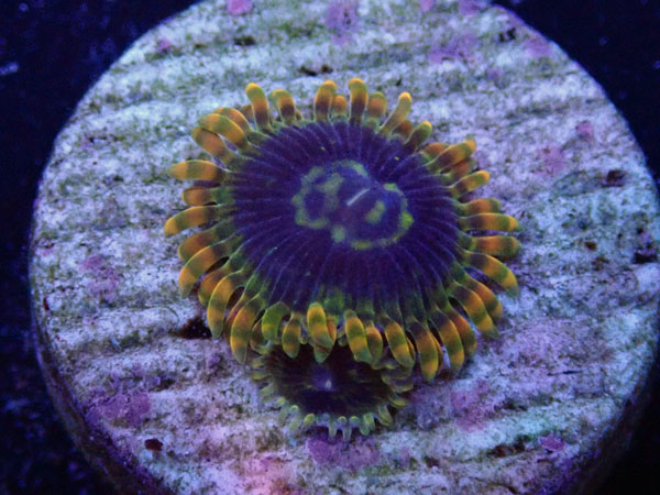 US Zoa Yoda