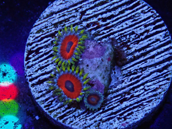 US Zoa Water melon