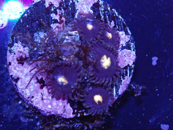 US Zoa GB Peep Hole