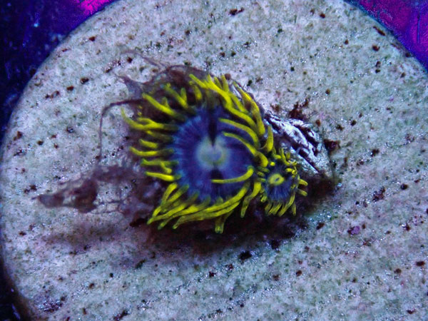 US Zoa Aquaman