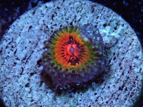 US Zoa Bowtie Blaster